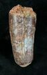 Big Spinosaurus Tooth With Jaw Section #20630-6
